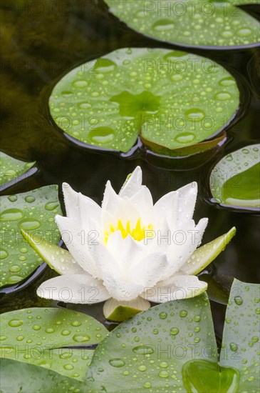 Flowering european white water lily