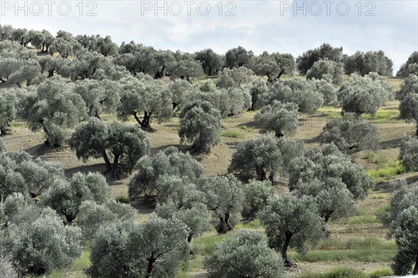 Huge olive tree plantations