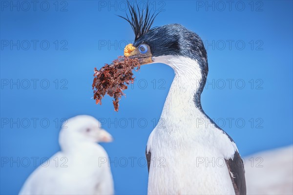 Imperial shag