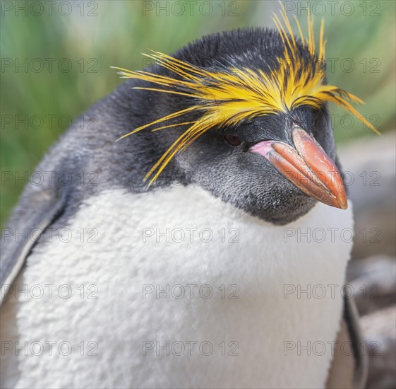 Close-up of a macaroni penguin