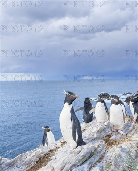 Group of rockhopper penguins