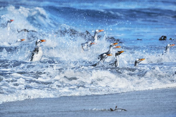 Gentoo penguins