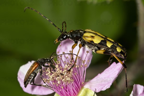 Spotted longhorn