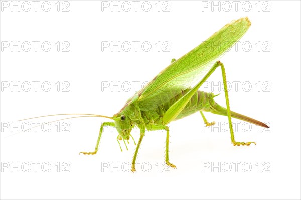 Green grasshopper