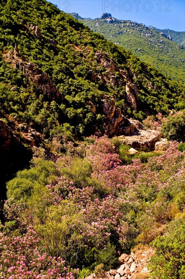 Valley of the Oleander