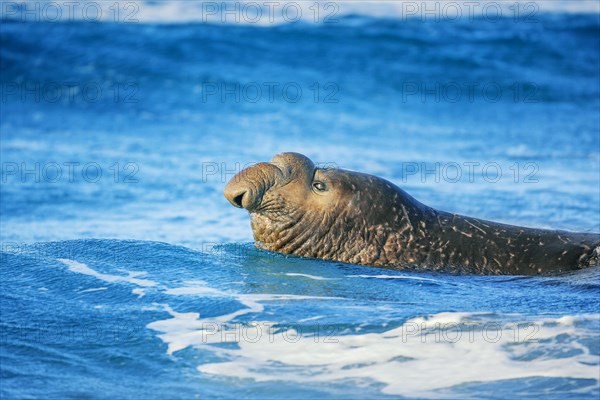 Southern elephant seal