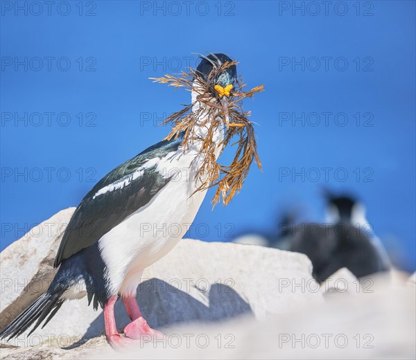 Imperial shag