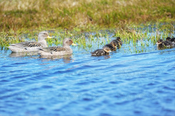 Yellow Billed Pintail ducks