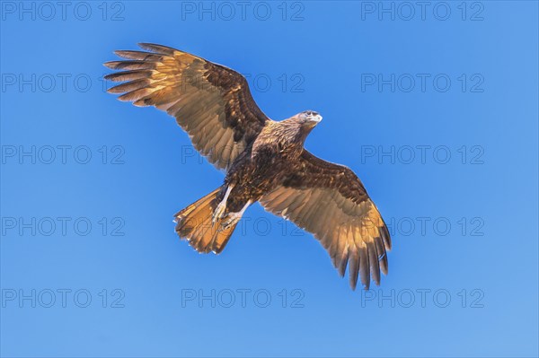 Striated Caracara