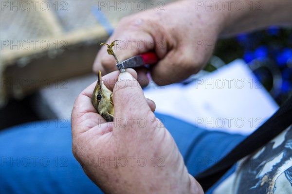 Bird Ringing