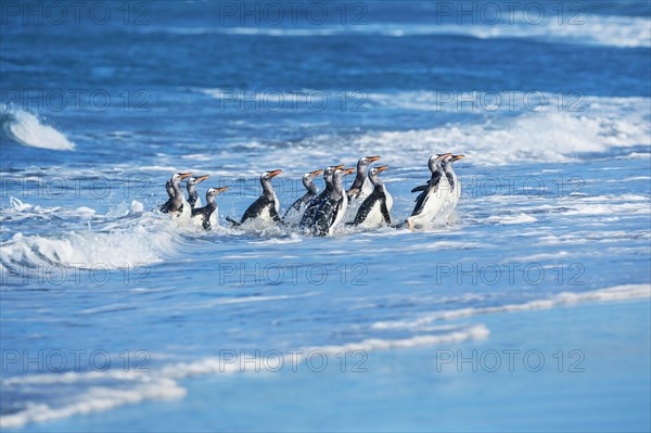 Gentoo penguins