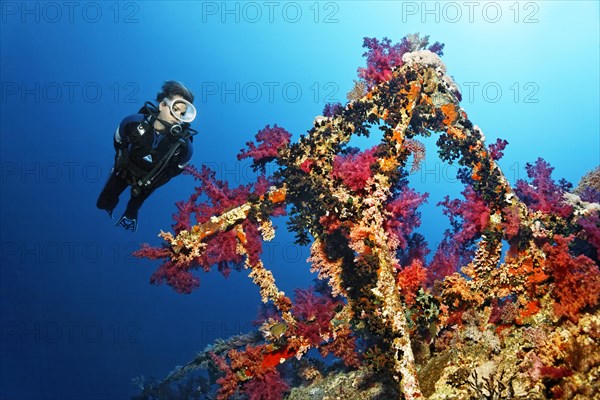 Diver looking at superstructure with klunzinger's soft corals