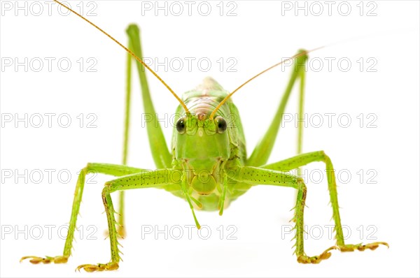 Green grasshopper