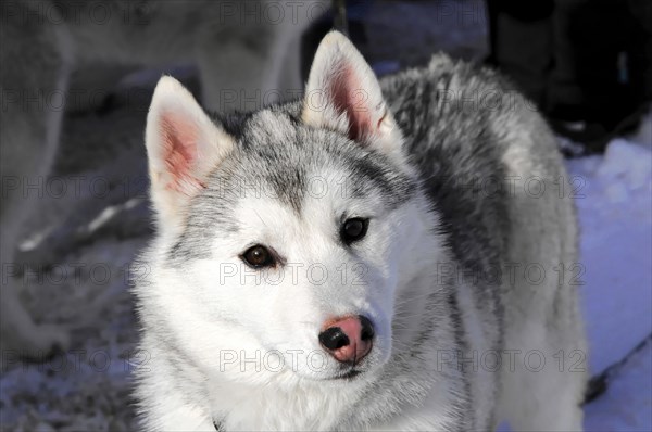 Siberian Huskies