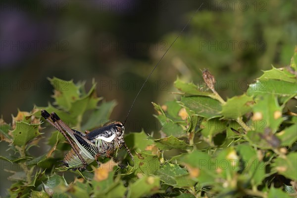 Bush cricket