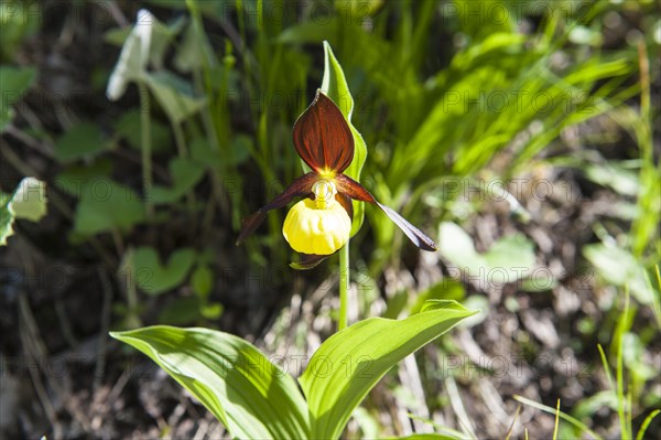 Yellow lady's slipper orchid