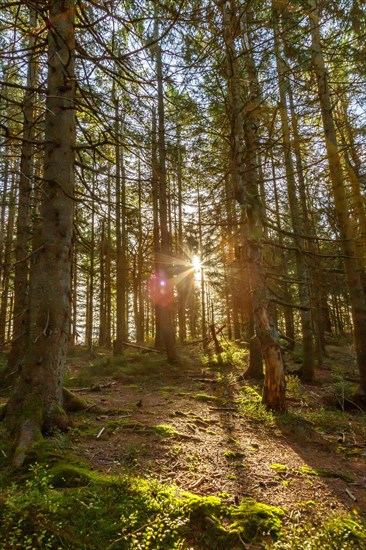 Forest trees with sun in Black Forest landscape nature in autumn in Seebach