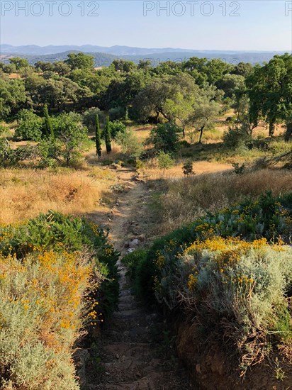 Path through Mediterranean landscape with dry meadows and olive trees