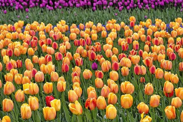 Single purple tulip in a field of orange tulips