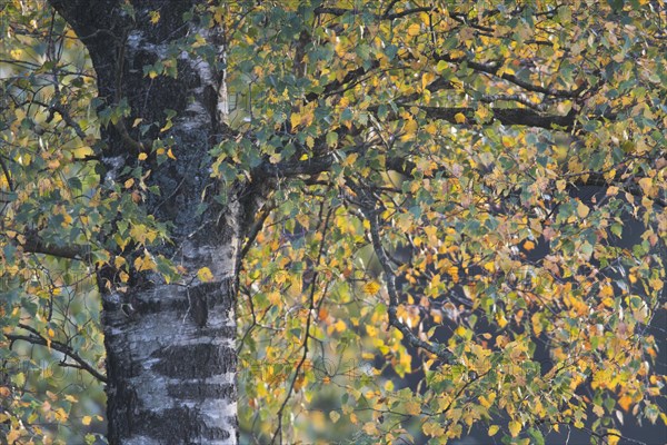 Warty birch