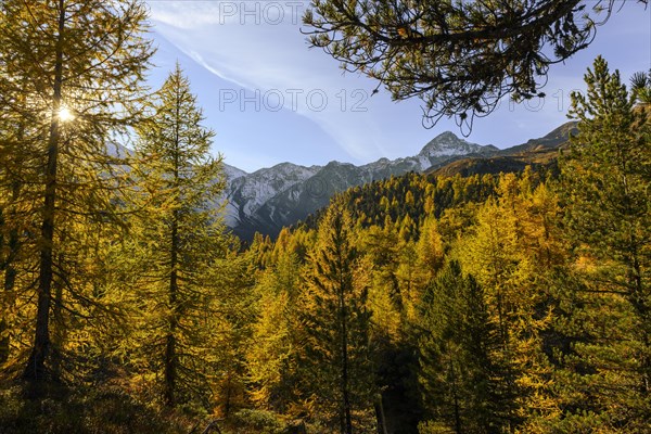 Autumn larch