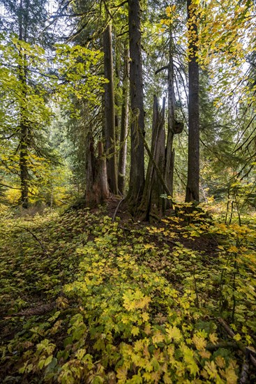 Autumn forest with western red cedar