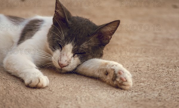 A beautiful kitten lying on the floor