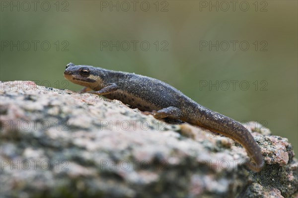 Common newt