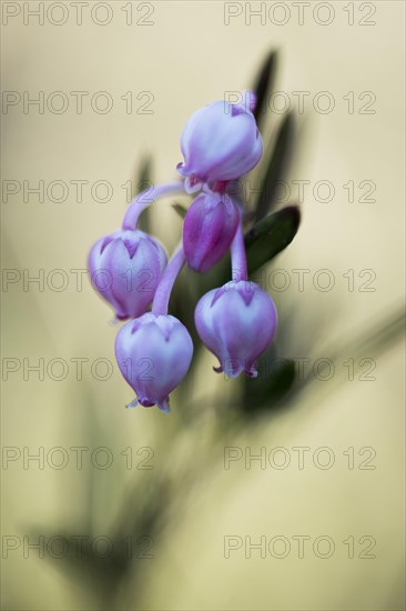 Bog rosemary