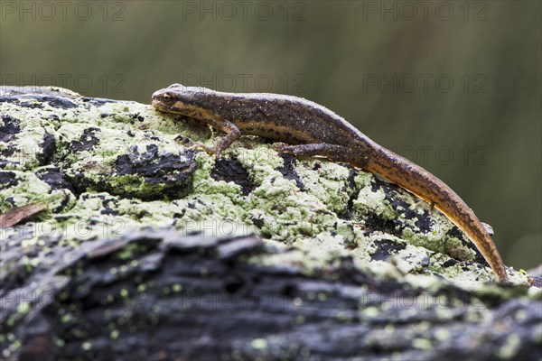 Common newt