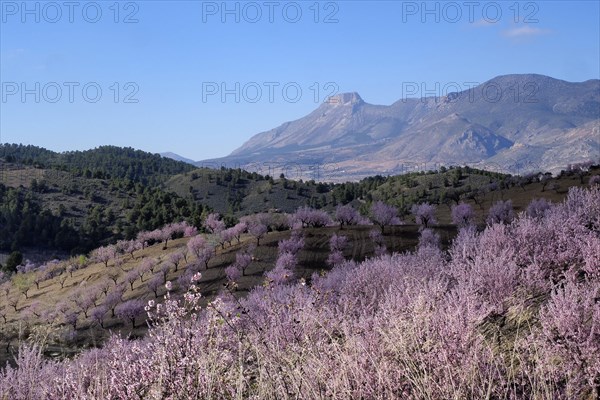 Landscape with almond plantation in blossom