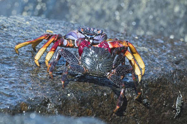 Red rock crab