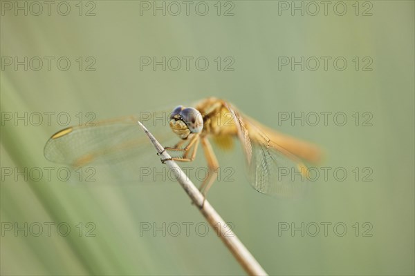 Red-veined darter