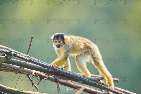 Common squirrel monkey