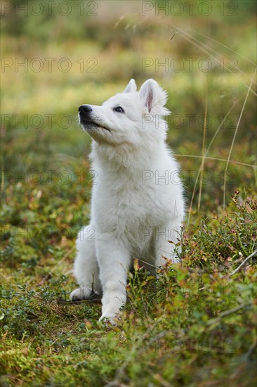 White Swiss Shepherd Dog