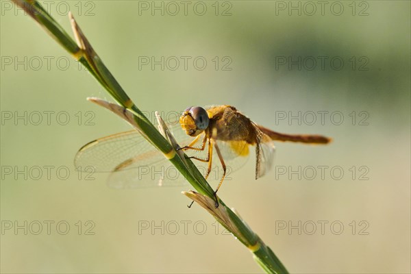 Red-veined darter