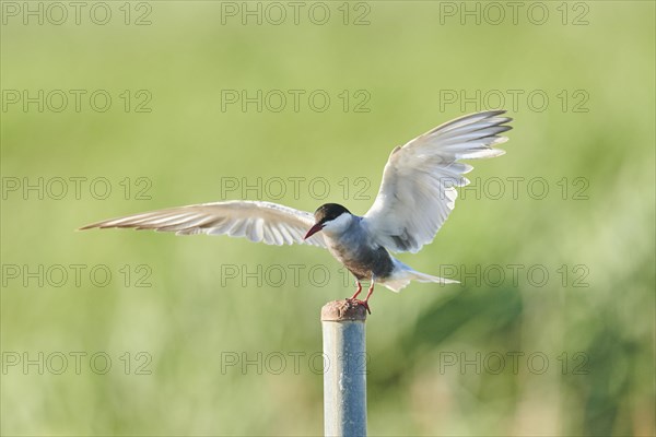 Whiskered tern