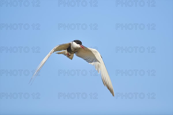 Whiskered tern