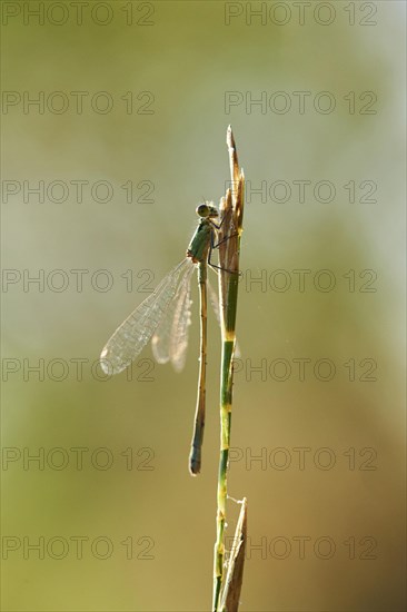 Willow emerald damselfly or western willow spreadwing