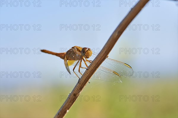 Red-veined darter