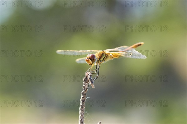 Red-veined darter