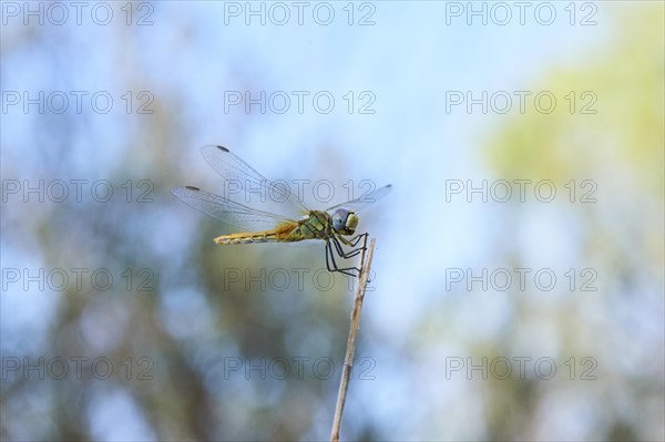 Red-veined darter