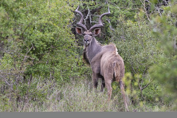 Zambezi greater kudu