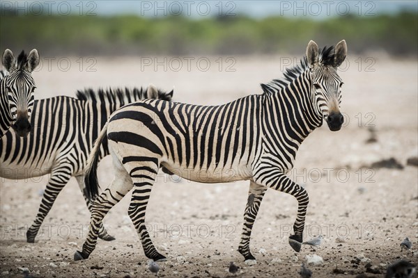 Hartmann's mountain zebra