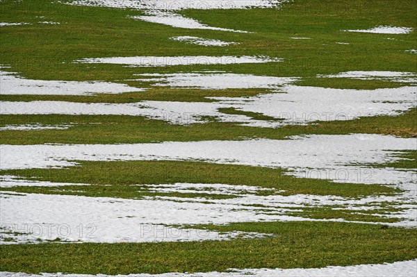 Meadow with bare patches