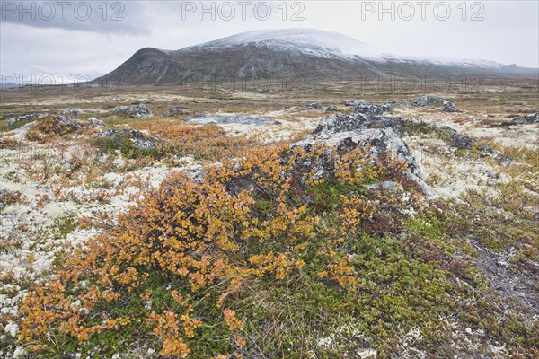 Dwarf birch