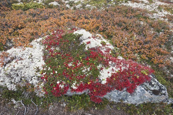 Bog bilberry