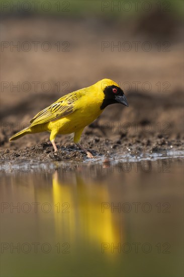 Southern masked weaver