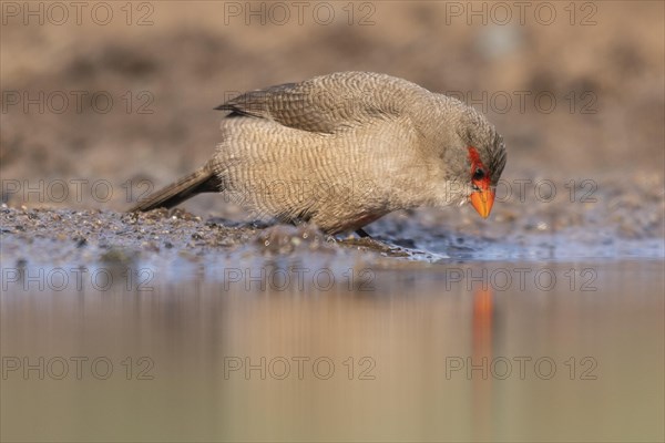 Common waxbill