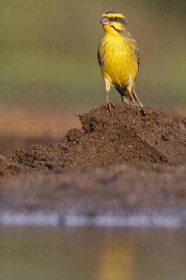 Yellow-fronted canary
